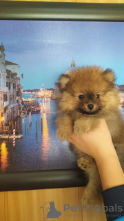 Photo №3. Pomeranian puppies. Belarus