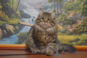Photo №1. siberian cat - for sale in the city of Новогрудок | negotiated | Announcement № 17313