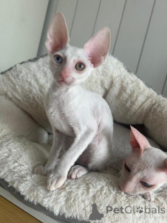 Photo №1. cornish rex - for sale in the city of Detmold | 361$ | Announcement № 173521