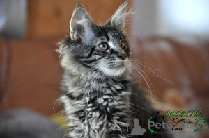 Photo №1. maine coon - for sale in the city of St. Petersburg | 476$ | Announcement № 9341