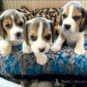 Photo №1. beagle - for sale in the city of Vienna | 723$ | Announcement № 163852