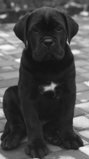 Photo №1. cane corso - for sale in the city of Pavlograd | 600$ | Announcement № 3747