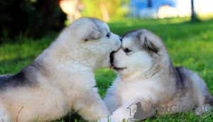 Photo №2 to announcement № 13957 for the sale of alaskan malamute - buy in Ukraine private announcement, from nursery, breeder