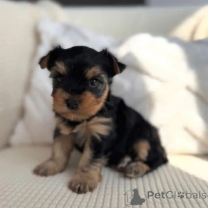 Photo №3. Meet this adorable little Yorkie boy a bundle of personality and pure love! We. Germany