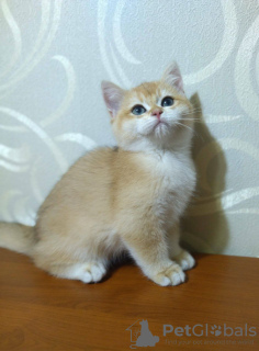 Photo №2 to announcement № 74674 for the sale of british shorthair - buy in United States breeder