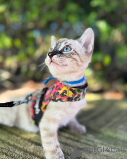 Photo №2 to announcement № 152544 for the sale of bengal cat - buy in Germany private announcement