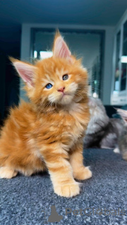 Photo №1. maine coon - for sale in the city of Bochum | negotiated | Announcement № 145303