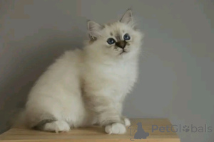 Photo №1. birman - for sale in the city of Heinävesi | Is free | Announcement № 176724
