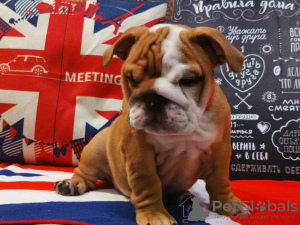 Photo №2 to announcement № 7567 for the sale of english bulldog - buy in Russian Federation breeder