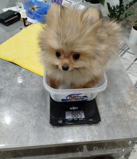 Photo №4. I will sell pomeranian in the city of Zemun. breeder - price - 471$