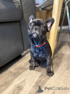 Photo №4. I will sell french bulldog in the city of Vancouver.  - price - 1800$