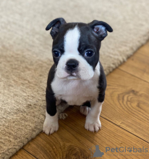 Photo №2 to announcement № 97551 for the sale of boston terrier - buy in Sweden private announcement