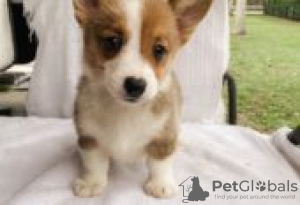 Photo №1. welsh corgi - for sale in the city of Berlin | Is free | Announcement № 126988