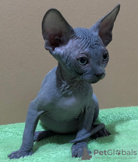 Photo №1. sphynx cat - for sale in the city of Berlin | negotiated | Announcement № 94817