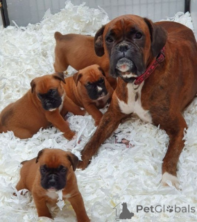 Photo №1. boxer - for sale in the city of Murcia | negotiated | Announcement № 176560