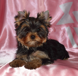 Photo №1. yorkshire terrier - for sale in the city of St. Petersburg | 520$ | Announcement № 2613