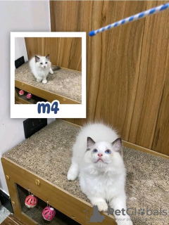 Photo №2 to announcement № 121718 for the sale of ragdoll - buy in Russian Federation breeder