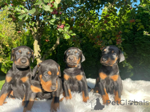Photo №1. dobermann - for sale in the city of Berlin | Is free | Announcement № 160199