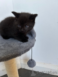 Photo №2 to announcement № 173786 for the sale of british shorthair - buy in United Kingdom private announcement, breeder