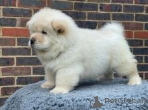 Photo №1. chow chow - for sale in the city of Ekenäs | negotiated | Announcement № 55307
