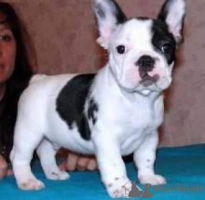 Photo №1. french bulldog - for sale in the city of Craiova | negotiated | Announcement № 175603