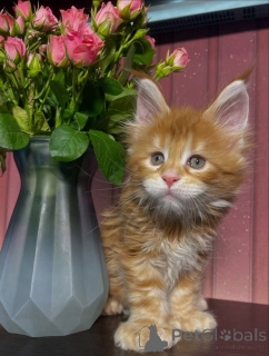 Photo №2 to announcement № 161664 for the sale of maine coon - buy in United States breeder