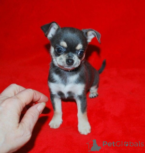 Photo №4. I will sell chihuahua in the city of Jesteburg.  - price - negotiated