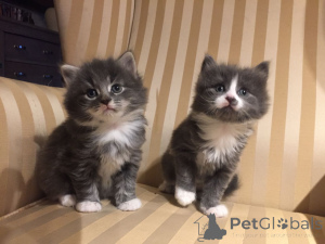Photo №1. maine coon - for sale in the city of Andermatt | Is free | Announcement № 107036