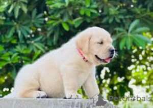 Photo №2 to announcement № 165695 for the sale of labrador retriever - buy in United Kingdom private announcement, breeder