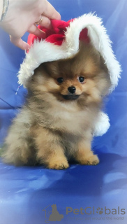Photo №3. Pomeranian Spitz, puppies. Charming Mini boy.. Belarus