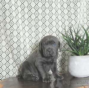 Photo №2 to announcement № 164274 for the sale of cane corso - buy in Finland breeder
