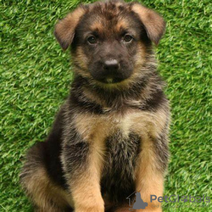 Photo №1. german shepherd - for sale in the city of Berlin | 158$ | Announcement № 109277