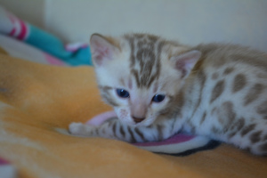 Additional photos: Bengal cat