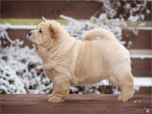 Photo №4. I will sell chow chow in the city of Samara. breeder - price - negotiated