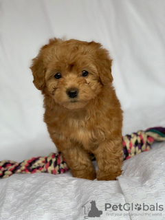 Photo №1. poodle (royal) - for sale in the city of New Norway | negotiated | Announcement № 9035