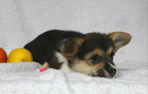 Photo №2 to announcement № 5027 for the sale of welsh corgi - buy in Ukraine from nursery