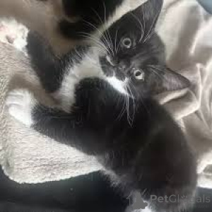 Photo №2 to announcement № 163814 for the sale of american shorthair - buy in Austria private announcement, breeder