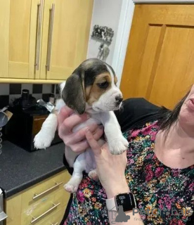 Additional photos: Beautiful beagles puppies