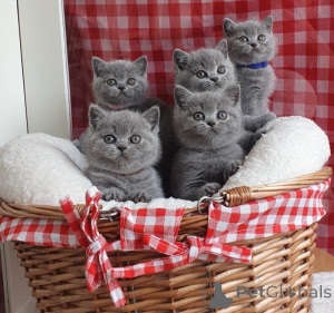 Photo №4. I will sell british shorthair in the city of Harleva. private announcement - price - negotiated
