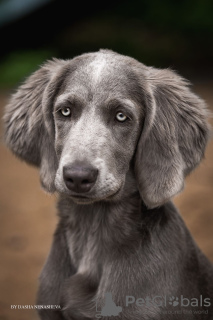 Photo №3. Weimar longhair puppies. Russian Federation