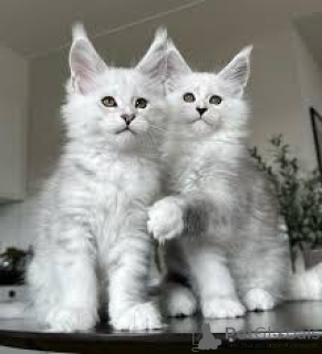 Photo №1. maine coon - for sale in the city of Krakow | 516$ | Announcement № 173284