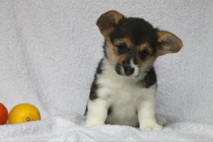 Photo №1. welsh corgi - for sale in the city of Kiev | 850$ | Announcement № 5027