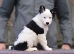 Photo №1. yakutian laika - for sale in the city of Kharkov | 285$ | Announcement № 5602