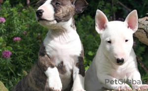 Photo №1. bull terrier - for sale in the city of Milan | 370$ | Announcement № 110969