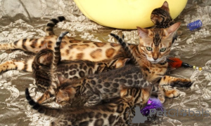 Photo №2 to announcement № 95828 for the sale of bengal cat - buy in United States 