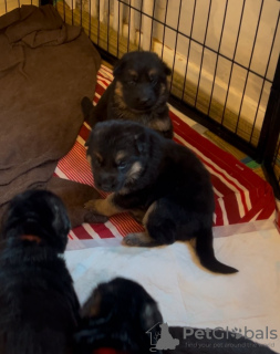 Photo №2 to announcement № 132094 for the sale of german shepherd - buy in Australia private announcement