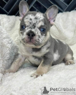 Photo №1. french bulldog - for sale in the city of Vigo | 423$ | Announcement № 126705