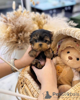 Photo №1. yorkshire terrier - for sale in the city of Chicago | 400$ | Announcement № 110528