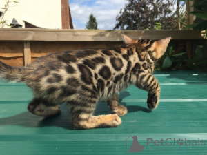 Photo №1. bengal cat - for sale in the city of Aschaffenburg | 465$ | Announcement № 162075