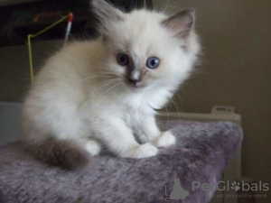 Photo №1. ragdoll - for sale in the city of St. Petersburg | Is free | Announcement № 10927